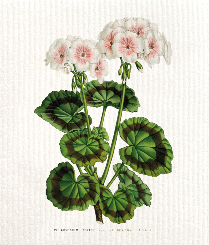 Tiskirätti Pelargonia